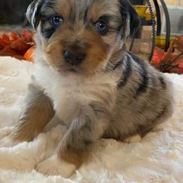 "BMF - (Winnie) Stormie X Big" Australian Shepherd and Miniature Australian Shepherd Puppies from Flying S Aussies