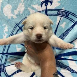 AKC Pecan - White male Siberian Husky puppy in Centreville, Maryland from Huskies By the Bay