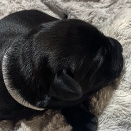 Carolina-white collar - Black Labrador Retriever puppy in Springfield, Missouri from Kellner Labradors