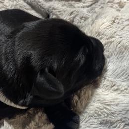Carolina-white collar - Black Labrador Retriever puppy in Springfield, Missouri from Kellner Labradors