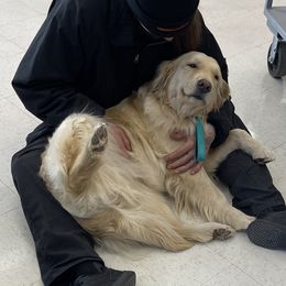 Delilah - Golden Retriever