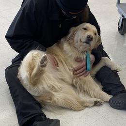 Delilah - Golden Retriever