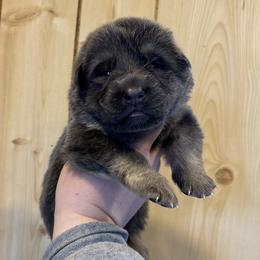 Aquamarine - Blue female German Shepherd puppy in Watervliet, Michigan from M&M Shepherd Farms