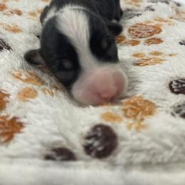 Girl 4 - Red female Pembroke Welsh Corgi puppy in Barstow, California from Caldwell’s Corgis of Southern California