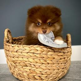 MJ - Chocolate and tan male Pomeranian puppy in Foley, Alabama from Southern Gem's Pomeranian