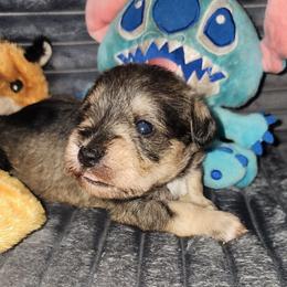 Jilly - Salt and pepper female Miniature Schnauzer puppy in Ferndale, Washington from Blackhorse Schnauzers Washington state