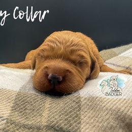 Gray Collar - Dark golden male Golden Retriever puppy in Cheyenne, Wyoming from Golden Badger Kennels