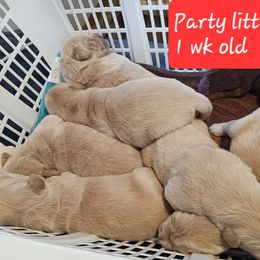 Doberman Pinscher, Flat-Coated Retriever, and Golden Retriever Puppies from Creekwood Kennel