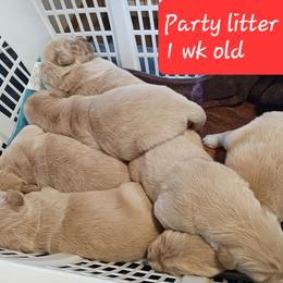 Doberman Pinscher, Flat-Coated Retriever, and Golden Retriever Puppies from Creekwood Kennel