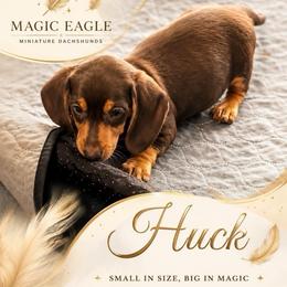 Huck - Chocolate and tan male Dachshund puppy in Shawnee, Oklahoma from Magic Eagle Miniature Dachshunds