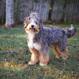 Althea - Aussiedoodle