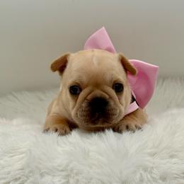 Josie - Cream female French Bulldog puppy in Largo, Florida from Big Daddy Frenchies