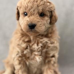 Boy 4 - Red  male Goldendoodle puppy in Somerset, Kentucky from Hilltop Doodles KY LLC
