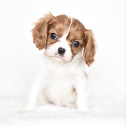 Timmy - Blenheim male Cavalier King Charles Spaniel puppy in Lawton, Oklahoma from Lindsey’s Cavies