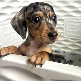 Dachshund Puppies from Weenie Bros