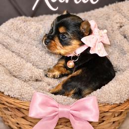 Xana Rae (Pink) - Black and tan female Yorkshire Terrier puppy in North Chesterfield, Virginia from YorkieLover