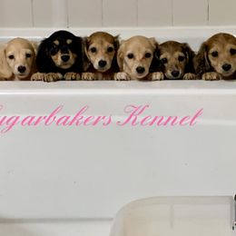Dachshund Puppies from Sugarbakers Kennel