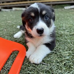 Zoey - Black and white female Cardigan Welsh Corgi puppy in Wekiwa Springs, Florida from It is Corgiland