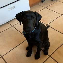 Labrador Retriever Puppies from Willow Kane Farm