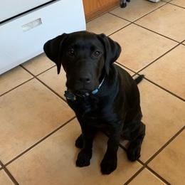 Labrador Retriever Puppies from Willow Kane Farm