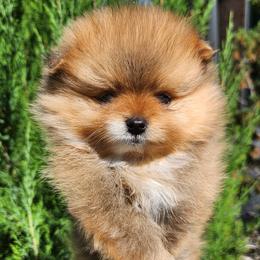 Orange Sable Boy - Orange sable male Pomeranian puppy in Broomfield, Colorado from Diamond-Pom