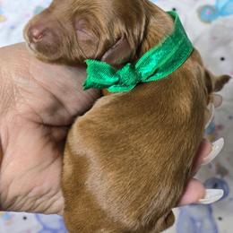 Loki - Red  male Goldendoodle puppy in Austin, Texas from Austin Doodles & Poodles