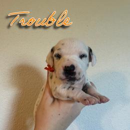 Trouble - White and black female Dalmatian puppy in Mount Vernon, Missouri from Spots & Spirals