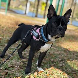 Boston Terrier Puppies from Angela Pierce