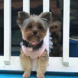 Yorkshire Terriers from Tonya's Yorkshire Terriers