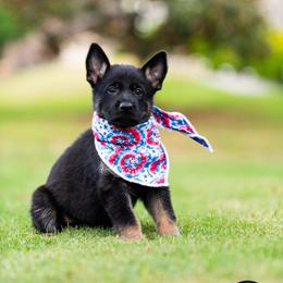Girl (gray) - Bi-color German Shepherd puppy in Buford, Georgia from vom Vikos