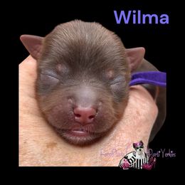 Wilma - Chocolate female Morkie puppy in Davenport, Florida from Fanci Pants Parti Yorkies