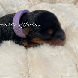 Lilac girl - Blue and gold female Yorkshire Terrier puppy in Alaska from Arctic Rose Yorkies