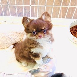 Brown Teddy( show quality, small, fluffy ) - Chocolate and tan male Chihuahua puppy in Santa Rosa Beach, Florida from Eva's Chihuahua