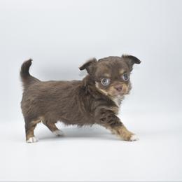 Bon-Bon- TINY - Chocolate and tan female Chihuahua puppy in Bulls Gap, Tennessee from Smokey Mountain Chihuahuas