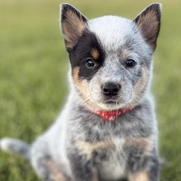Australian Cattle Dog Puppies from Circle C Australian Cattle Dogs