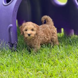 Gummy Bear - Red male Australian Labradoodle puppy in Calhoun, Louisiana from Arrowhead Australian Labradoodles