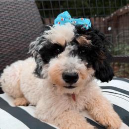 Sugar - Tri-color female Bernedoodle puppy in Sherman, Illinois from Shirl Doodle Life
