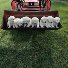 Golden Retriever Puppies from Montana Puppies