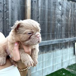 Girl 3 - French Bulldog puppy from Endless Frenchies