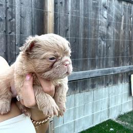 Girl 3 - French Bulldog puppy from Endless Frenchies