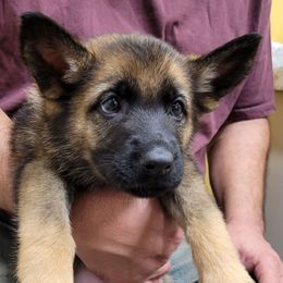 Violet - Sable female German Shepherd puppy in Winchester, Kentucky from Del Lago Canine Center