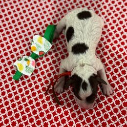 Tigger - Parti male Goldendoodle puppy in Camden, North Carolina from Oopsie Doodles of NC