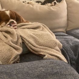 Black Russian Terrier and Cavalier King Charles Spaniel Puppies from Ocean Gem & Guardian Bears