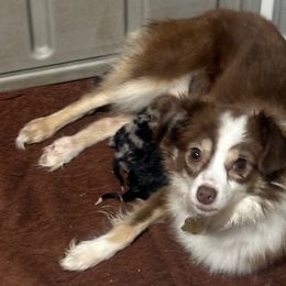 Willow - Australian Shepherd