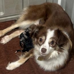 Willow - Australian Shepherd