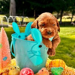 Yellow boy - Red  male Goldendoodle puppy in Kitsap County, Washington from Amazing Grace Doodles