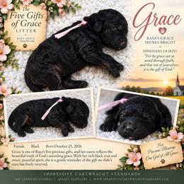 Cartwright's Grace Is Sufficient - Black female Poodle puppy in Albany, Kentucky from Impressive Cartwright Standards