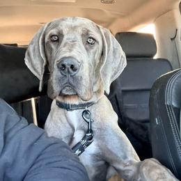 Thor - Fawn male Great Dane puppy in Sac City, Iowa from Northern Great Danes of Colorado & Iowa