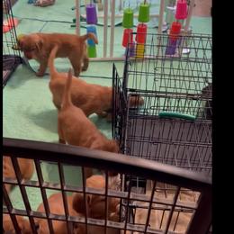 Golden Retriever Puppies from STAT: Service Therapy Alert Training