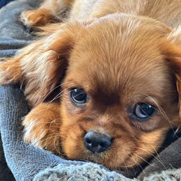 Cavalier King Charles Spaniels from FairHawk Downs